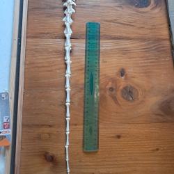 Lot de vert&egrave;bres caudales de mammif&egrave;re (os de queue) #LOS