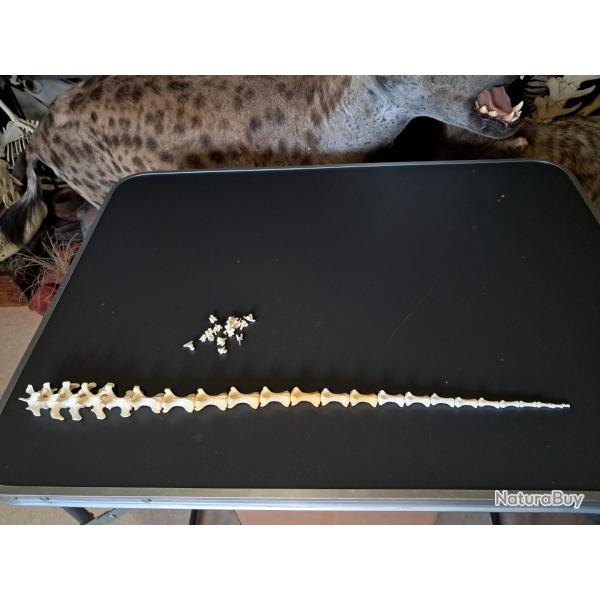 Lot de vertbres caudales de wallaby (os de queue) #s2020