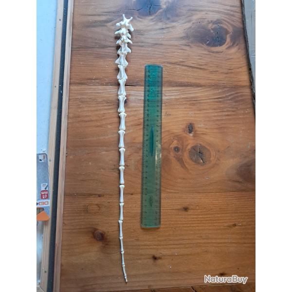 Lot de vert�bres caudales de mammif�re (os de queue) #LOS