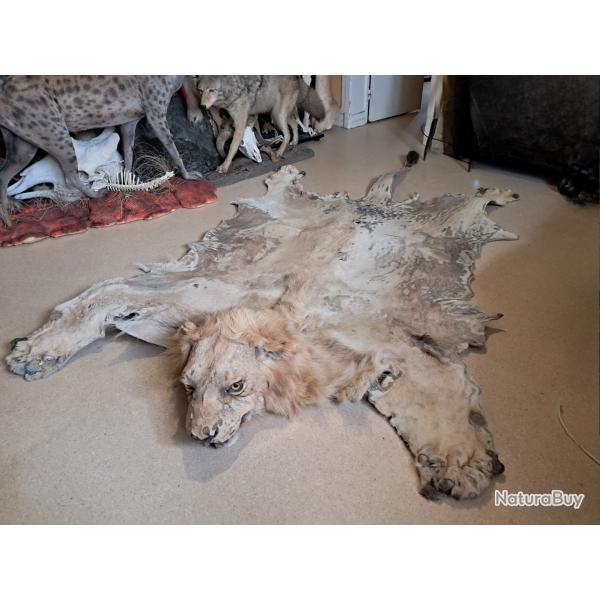 Peau de lion ; Panthera leo