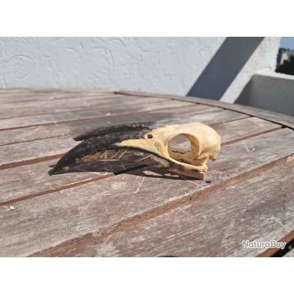 Crne de calao  bec noir ; Lophoceros nasutus #5