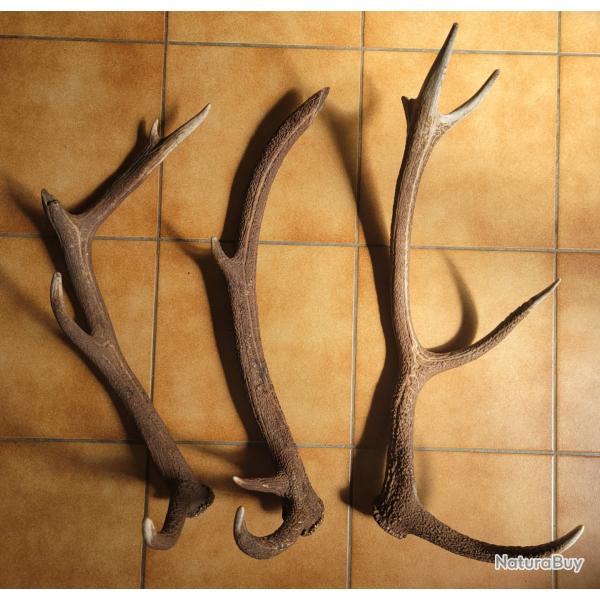 Lot de 3 bois de cerf cass�s au combat troph�e mue corne chasse