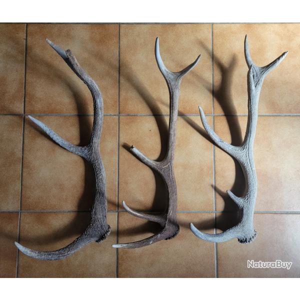Lot de 3 bois de cerf rong�s ou cass�s troph�e mue corne chasse