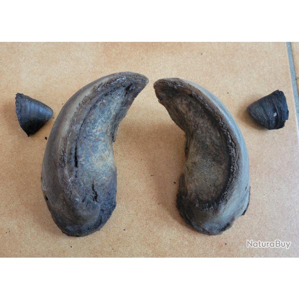 Sabots de bison d'Amrique onglons corne rare insolite trophe chasse