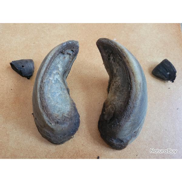 Sabots de bison d'Amrique onglons corne  insolite trophe chasse