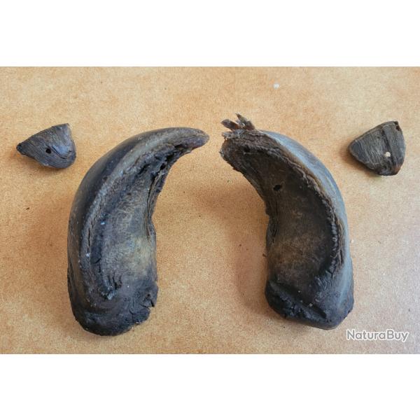 Sabots de bison d'Amrique onglons corne  rare trophe chasse