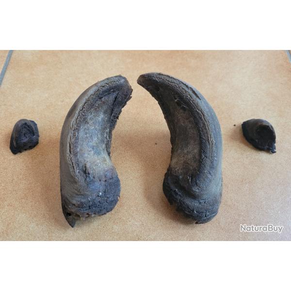 Sabots de bison d'Amrique onglons corne  trophe chasse