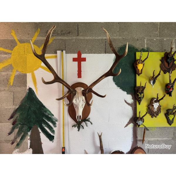 Magnifique Massacre de Cerf 10 Cors