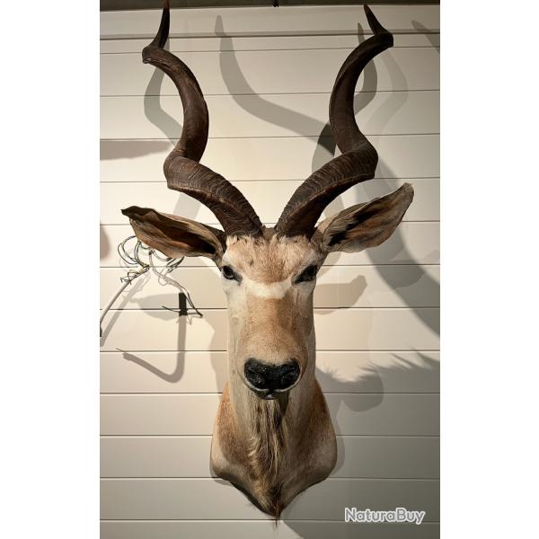 GRAND KOUDOU troph�e en excellent �tat