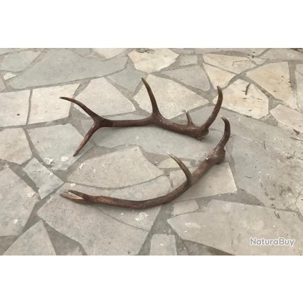 Paire de bois de cerf