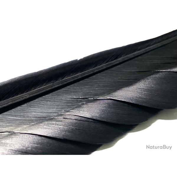 Plumes quill d'oie noir