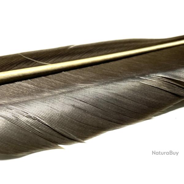 Plumes quill d'oie gris