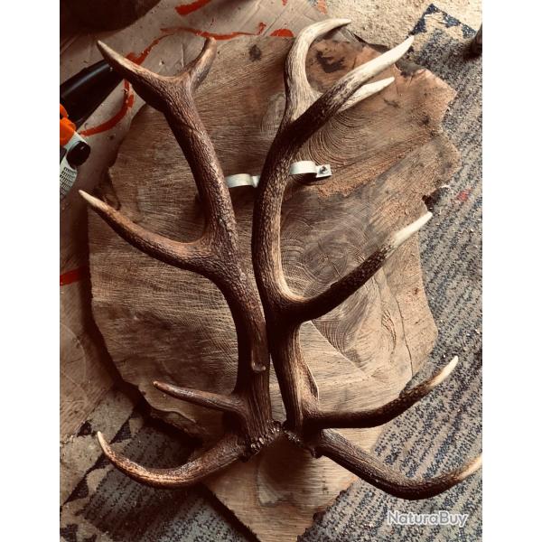 Tr�s belles Mues de Cerfs