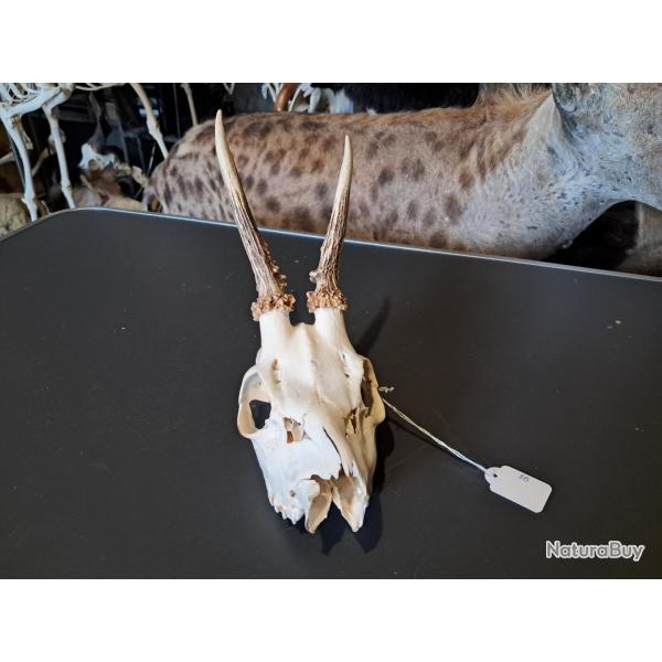 Crne de chevreuil " wry nose " #815