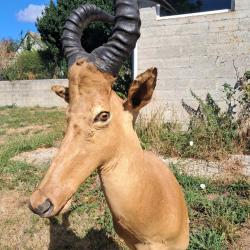 Taxidermie de Bubale Major ; Alcelaphus buselaphus major #LM26(1)