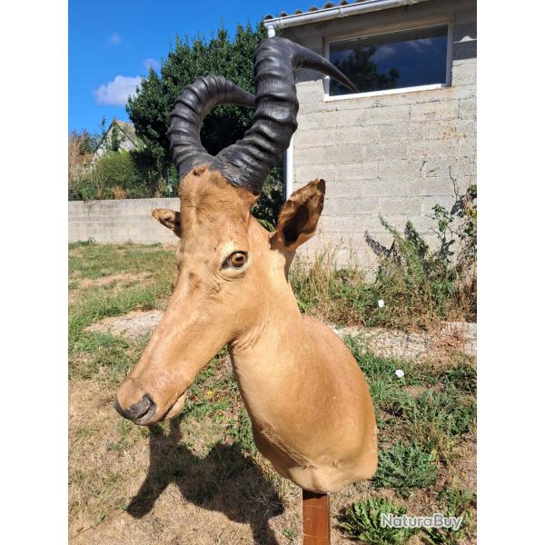 Taxidermie de Bubale Major ; Alcelaphus buselaphus major #LM26(1)