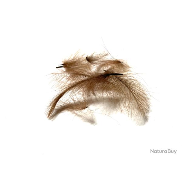 plumes de cdc- cul de canard- marron