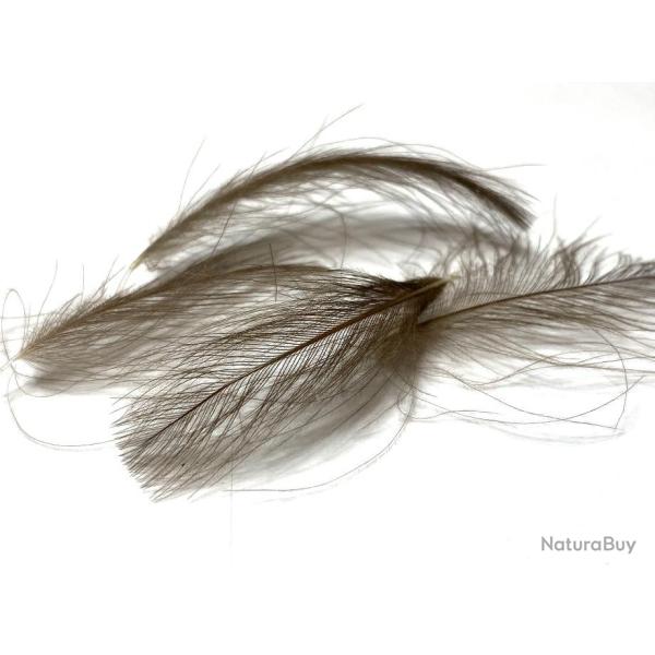 plumes de cdc- cul de canard- naturel