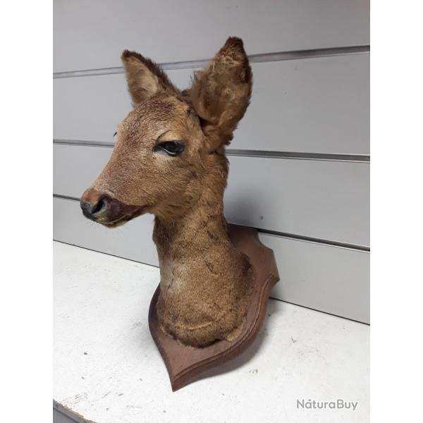 wahoo ! Tte de chevreuil naturalise