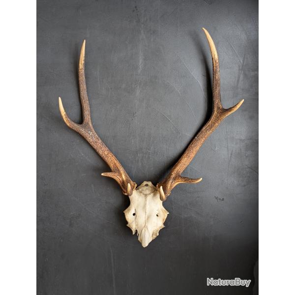 Massacre de cerf �laphe 8 cors - Ancien troph�e - For�t d'Eawy - Bon �tat