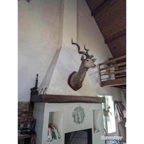 Trophe Antilope Koudou
