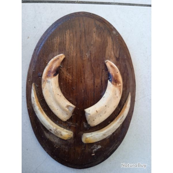 Petit troph�e d�fense de phacoch�re