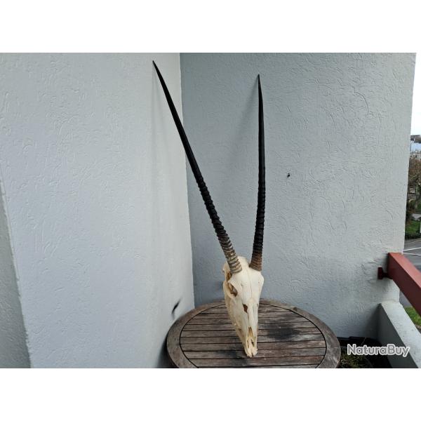 Cr�ne d' Oryx avec m�choire ; Oryx gazella #0902