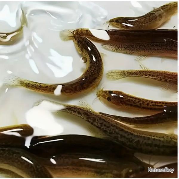 Leurres de P�che Souples et R�alistes