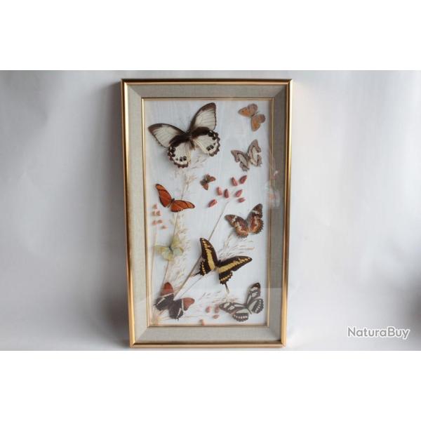 Tableau Papillons naturalis�s entomologie