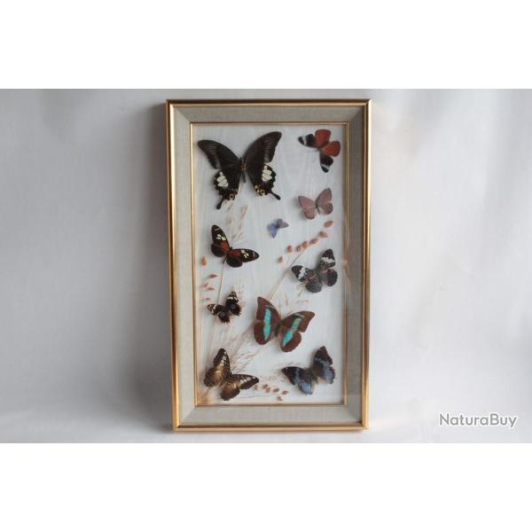 Tableau Papillons naturalis�s entomologie