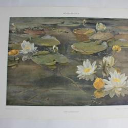 Estampe Nénuphar Journal décoration A. Drescher 1900
