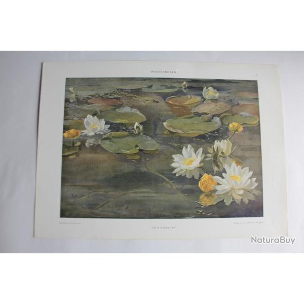 Estampe Nnuphar Journal dcoration A. Drescher 1900