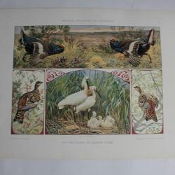Estampe Oiseaux sauvages Pastorale Journal décoration G. Sturm 1900