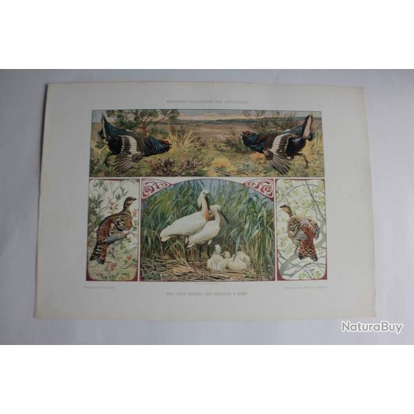 Estampe Oiseaux sauvages Pastorale Journal dcoration G. Sturm 1900