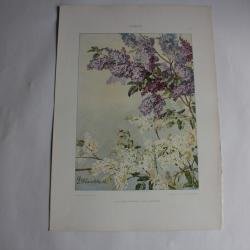 Estampe La seringues Journal décoration G. Maschke 1900