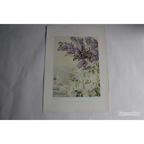 Estampe La seringues Journal dcoration G. Maschke 1900