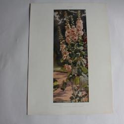 Estampe Mauves Journal décoration Max Frohberg 1900