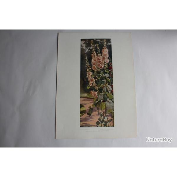 Estampe Mauves Journal dcoration Max Frohberg 1900