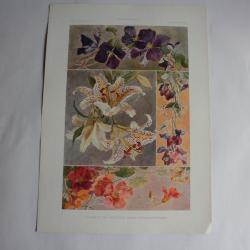 Estampe Capucine-vesce- lys-clématite Journal décoration O.Haebler 1900
