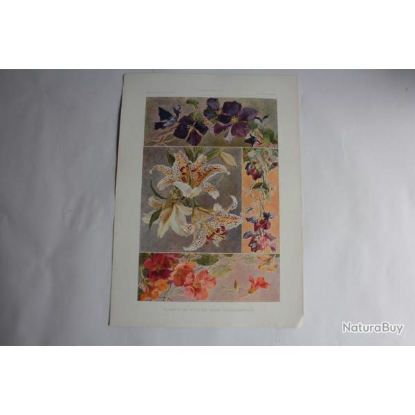 Estampe Capucine-vesce- lys-clmatite Journal dcoration O.Haebler 1900