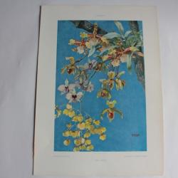 Estampe Orchidées Journal décoration P. Meyer 1900