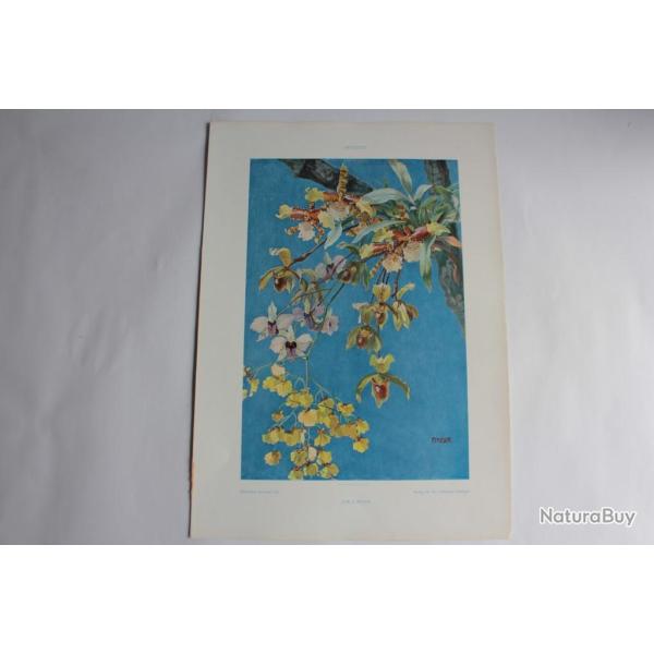 Estampe Orchides Journal dcoration P. Meyer 1900