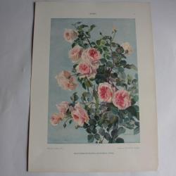 Estampe Roses Journal décoration Rudolf Konig 1900
