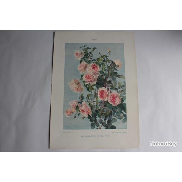 Estampe Roses Journal dcoration Rudolf Konig 1900