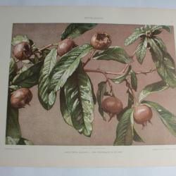 Estampe Figues Journal décoration G. Sturm 1900