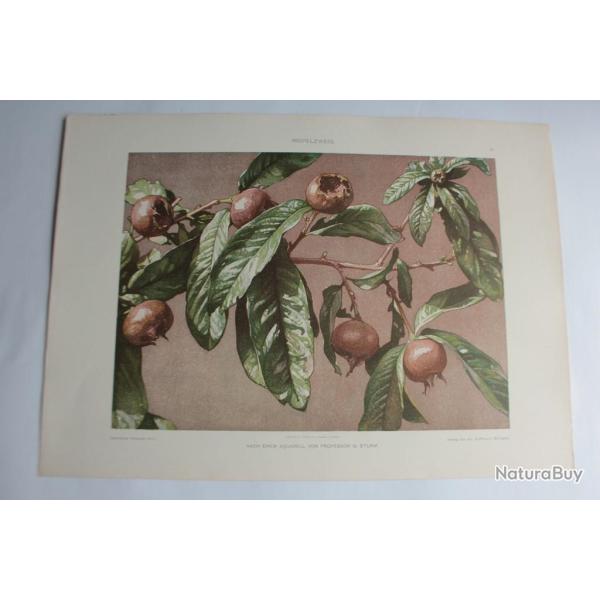 Estampe Figues Journal dcoration G. Sturm 1900