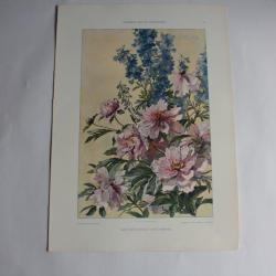 Estampe Pivoines et delphiniums Journal décoration G. Maschke 1900
