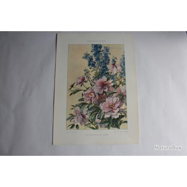 Estampe Pivoines et delphiniums Journal dcoration G. Maschke 1900