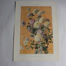 Estampe Chrysanthème Journal décoration G. Maschke 1900