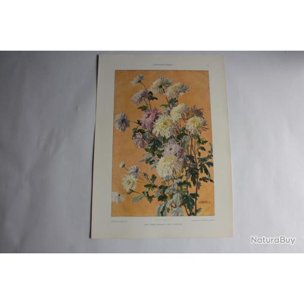Estampe Chrysanthme Journal dcoration G. Maschke 1900